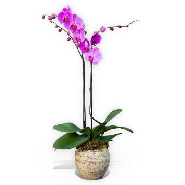 Double stemmed pink orchid