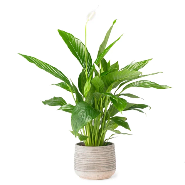 Peace lily